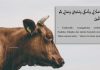 Qurban Pesantren 1439 H – 2018 M