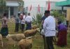 Alhamdulillah, Pondok Terima Peningkatan Qurban Tahun Ini