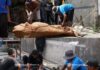 Semarak Idul Adha: 4 Ekor Sapi dan 24 Kambing diqurbankan